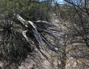 Carnegiea gigantea skeleton in wash