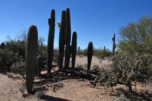 Carnegiea giganteas honoring mother