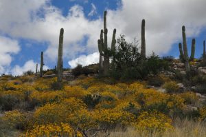 Brittlebush hillside