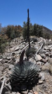 Agave parryi 1 stalks