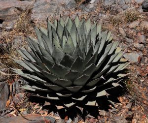 Agave parryi 3