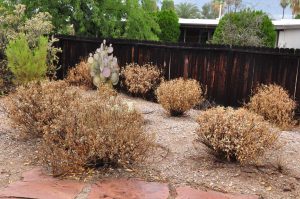 Brittlebush in back yard