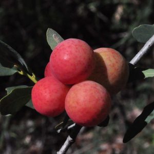 Quercus oblongifolia Galls