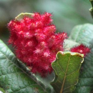 Quercus rugosa gall