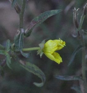 Evening primrose