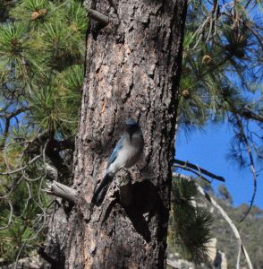 Mexican Jay