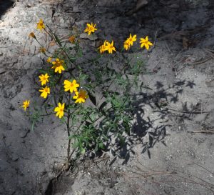 Mountain marigold