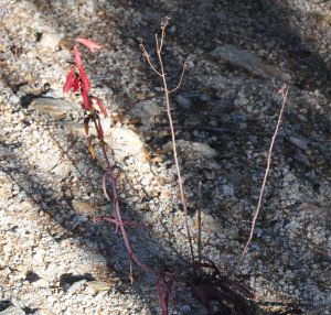 November Penstemon