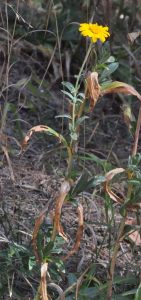 Sneezeweed