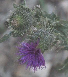 Thistle