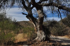 Ash tree