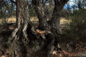 Ash tree bases